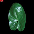 Anthurium - Leaves